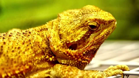 Close up portrait of a bearded dragon lizard head Stock Footage 341956991
