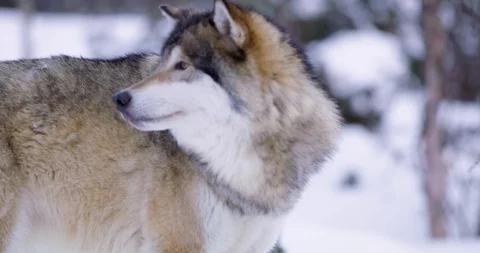 Close-up of a portrait of beautiful and large wolf in frosty forest Stock Footage 86302191