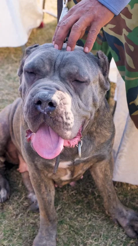 Close up portrait of beautiful big black dog, vertical video of an angry dog Stock Footage 343784906