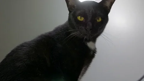 Close-up portrait of beautiful black cat  Stock Footage 77054441