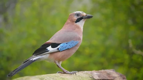 Close up portrait of a beautiful Eurasian jay as it sits on a wood Stock Footage