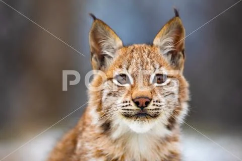 Close-up portrait of beautiful eurasian lynx in the forest Stock Photos
