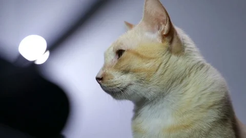 Close-up portrait of beautiful ginger cat Stock Footage 77042347