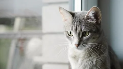Close-up portrait of a beautiful gray cat with yellow eyes. A domestic cat si Stock Photos