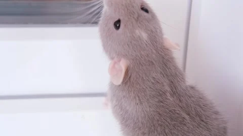 Close up portrait of beautiful gray decorative domestic Fancy rat, Rattus n.. Stock Footage 252858429