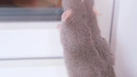 Close up portrait of beautiful gray decorative domestic Fancy rat, Rattus n.. Stock Footage 265881480