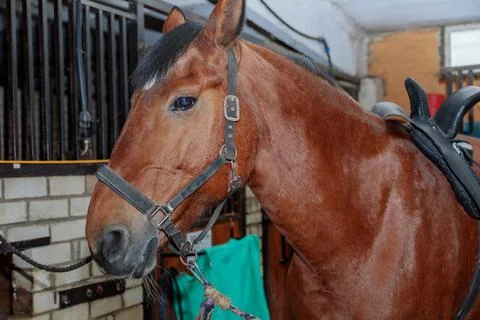 Close up portrait of a beautiful horse in a stable. Stock Photos