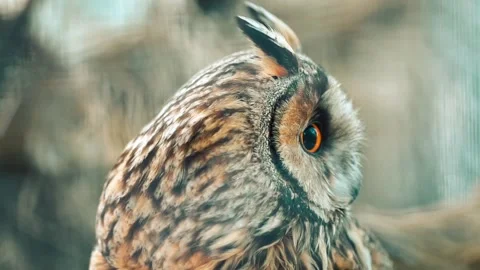 Close up portrait of beautiful owl Video stock 137405130