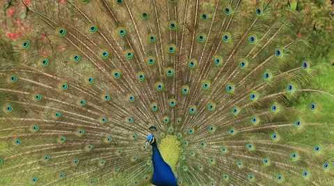 Close-up portrait of beautiful peacock Stock Footage 61735729