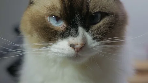 Close-up portrait of beautiful persian cat with blue eye Stock Footage