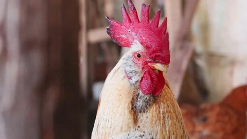 Close-up portrait of a beautiful rooster. Stock Footage 195005098