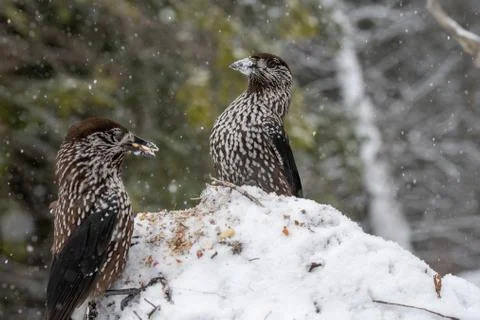 Close-up portrait of beautiful Spotted Nutcracker (Nucifraga caryocatactes) Stock Photos