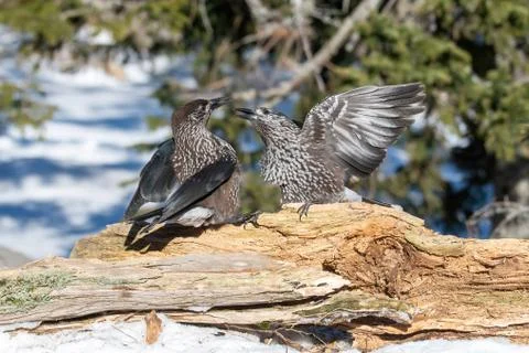 Close-up portrait of beautiful Spotted Nutcracker (Nucifraga caryocatactes) Stock Photos