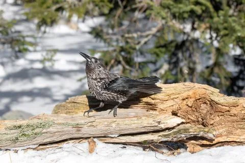 Close-up portrait of beautiful Spotted Nutcracker (Nucifraga caryocatactes) Stock Photos