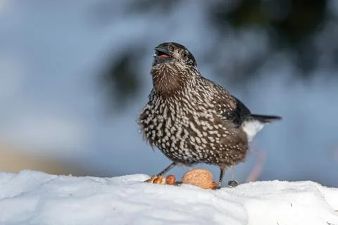 Close-up portrait of beautiful Spotted Nutcracker (Nucifraga caryocatactes) Stock Photos