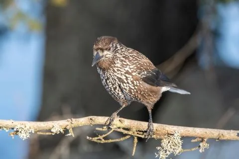 Close-up portrait of beautiful Spotted Nutcracker (Nucifraga caryocatactes) Stock Photos