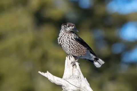 Close-up portrait of beautiful Spotted Nutcracker (Nucifraga caryocatactes) Stock Photos