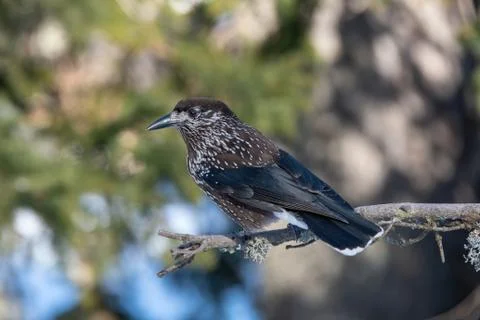 Close-up portrait of beautiful Spotted Nutcracker (Nucifraga caryocatactes) Stock Photos