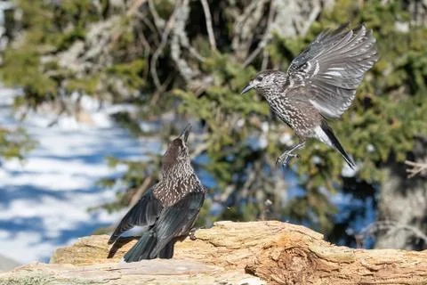Close-up portrait of beautiful Spotted Nutcracker (Nucifraga caryocatactes) Stock Photos
