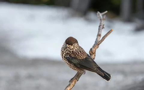 Close-up portrait of beautiful Spotted Nutcracker (Nucifraga caryocatactes) Stock Photos