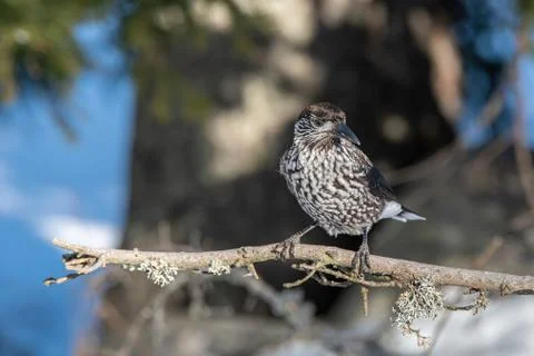 Close-up portrait of beautiful Spotted Nutcracker (Nucifraga caryocatactes) Stock Photos