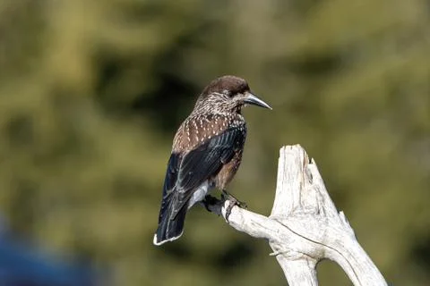 Close-up portrait of beautiful Spotted Nutcracker (Nucifraga caryocatactes) Stock Photos