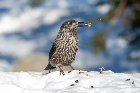 Close-up portrait of beautiful Spotted Nutcracker (Nucifraga caryocatactes) Stock Photos