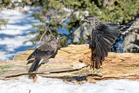 Close-up portrait of beautiful Spotted Nutcracker (Nucifraga caryocatactes) Stock Photos