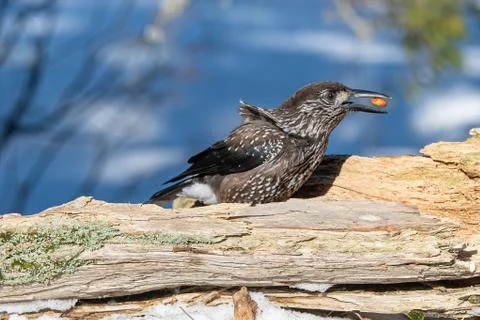 Close-up portrait of beautiful Spotted Nutcracker (Nucifraga caryocatactes) Stock Photos