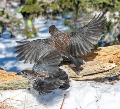 Close-up portrait of beautiful Spotted Nutcracker (Nucifraga caryocatactes) Stock Photos