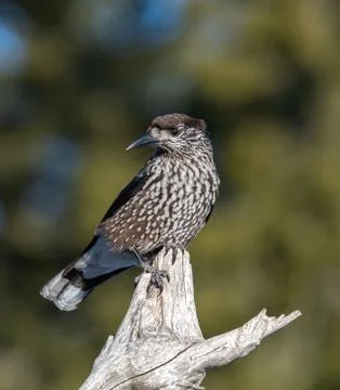 Close-up portrait of beautiful Spotted Nutcracker (Nucifraga caryocatactes) Stock Photos