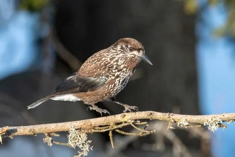 Close-up portrait of beautiful Spotted Nutcracker (Nucifraga caryocatactes) Stock Photos