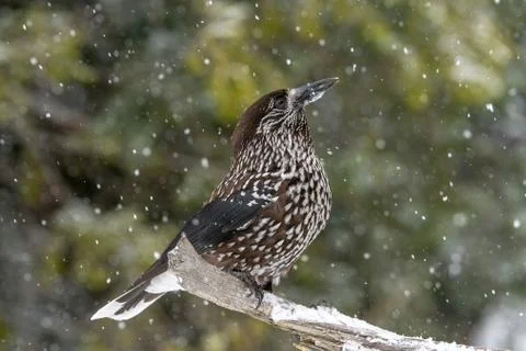 Close-up portrait of beautiful Spotted Nutcracker (Nucifraga caryocatactes) Stock Photos