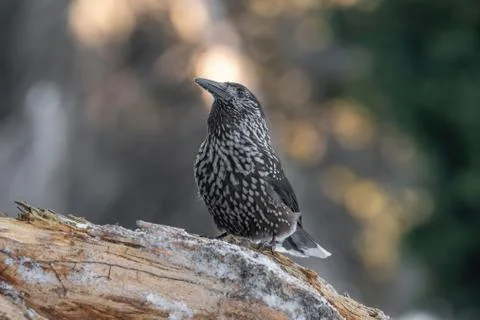 Close-up portrait of beautiful Spotted Nutcracker (Nucifraga caryocatactes) Stock Photos