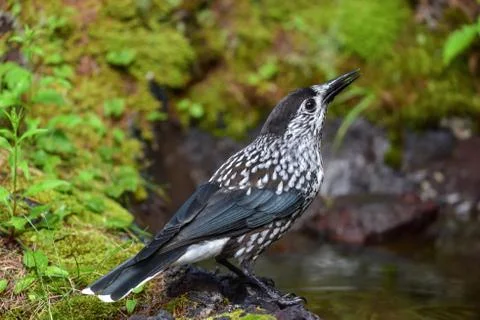 Close-up portrait of beautiful Spotted Nutcracker (Nucifraga caryocatactes) Stock Photos