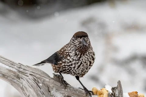 Close-up portrait of beautiful Spotted Nutcracker (Nucifraga caryocatactes) Stock Photos