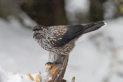Close-up portrait of beautiful Spotted Nutcracker (Nucifraga caryocatactes) Stock Photos