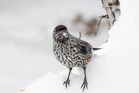 Close-up portrait of beautiful Spotted Nutcracker (Nucifraga caryocatactes) Stock Photos