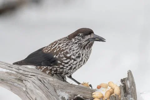Close-up portrait of beautiful Spotted Nutcracker (Nucifraga caryocatactes) Stock Photos