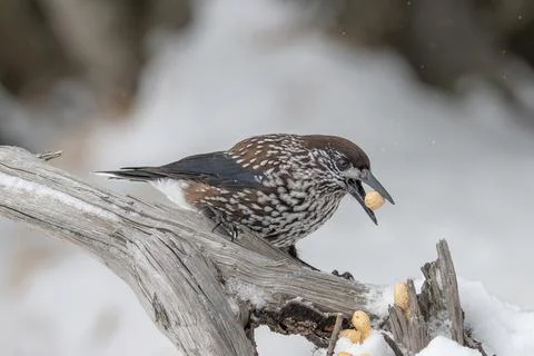 Close-up portrait of beautiful Spotted Nutcracker (Nucifraga caryocatactes) Stock Photos