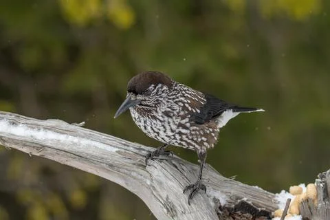 Close-up portrait of beautiful Spotted Nutcracker (Nucifraga caryocatactes) Stock Photos