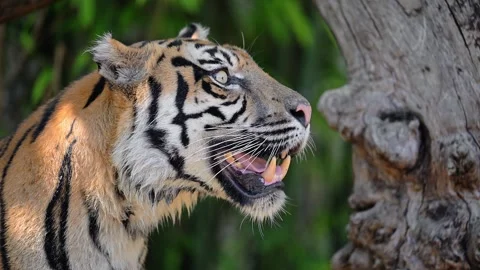 Close-Up Portrait of a Beautiful Tiger in the Wild, 4k footage Stock Footage 287952036