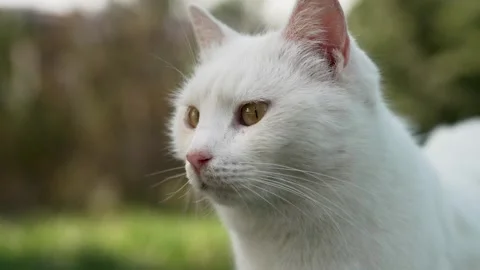Close-up portrait of a beautiful white cat with striking amber or golden ey.. Stock Footage 306247261