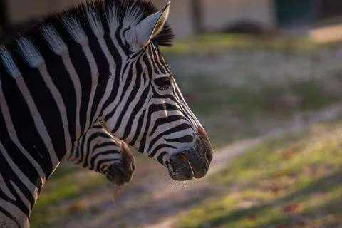 Close-up portrait of a beautiful zebra with another one behind Stock Photos