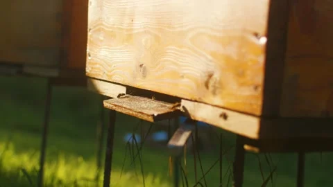 Close up portrait of beehive with active honey bees at summer day. Colony of Stock Footage 248368230