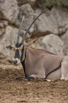 Close up portrait of a beisa oryx Foto stock