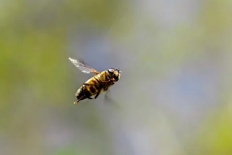 A close up portrait from below of a common drone fly hovering or eristalis te Stock Photos
