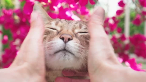 Close-up portrait of Bengal cat being stroked by female hands Stock Footage 154480902