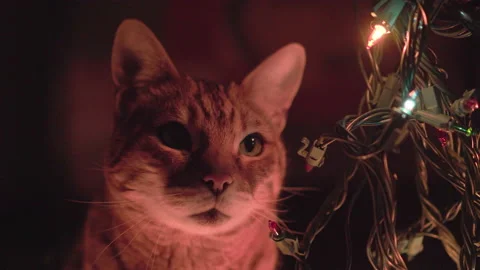 Close-up portrait of Bengal cat looking at Christmas garland in the dark Video stock 153171522