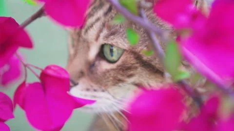 Close-up portrait of Bengal cat sitting outside in the garden Stock Footage 154479072